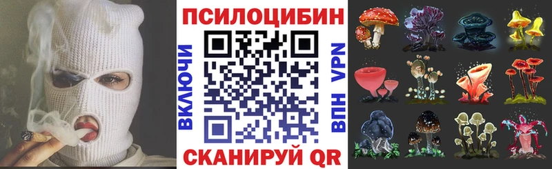 где найти   kraken зеркало  Галлюциногенные грибы Psilocybine cubensis  Бородино 